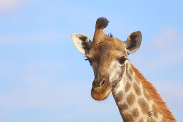 Naklejka premium Giraffe / Giraffe / Giraffa Camelopardalis