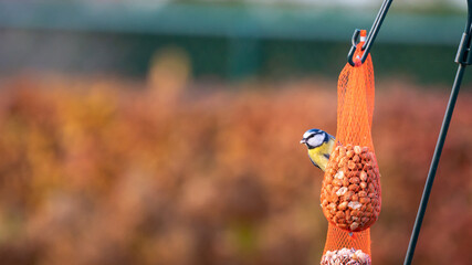 Blue tit bird feeding on a pole with some peanuts in a bag (bird feeder)