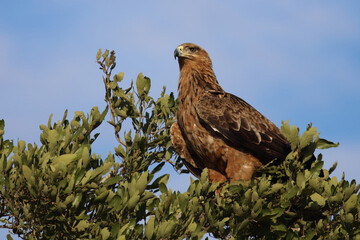 Wahlbergsadler / Wahlberg's  Eagle / Aquila wahlbergi