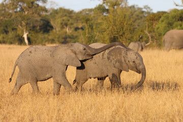 Obraz premium Afrikanischer Elefant / African elephant / Loxodonta africana.