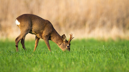 Male roe deer, capreolus capreolus, grazing on fresh grass on meadow in springtime. Roebuck feeding with fresh plants on hay field from side view. Animal wildlife biting leaves.