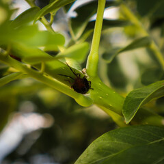 Insecto en Limón
