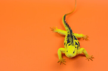 Yellow lizard on an orange background. Wild predatory animals