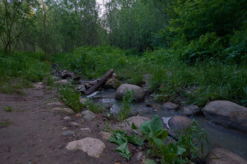 stream in the forest