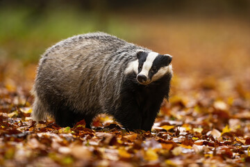 Adorable european badger, meles meles, with black and white stripes on its head standing in the colorful leaves. Adult animal with cute face in the wilderness. Shy badger sniffing around the forest.