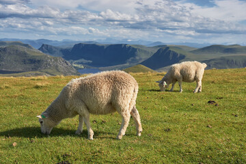 Schafe grasen auf einer Wiese auf einem Berg in Norwegen