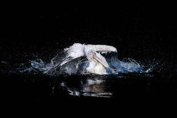 Big white pelican with flapping wings and drops of water swimming in black pond, wildlife 