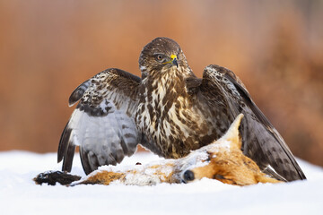 Common buzzard, buteo buteo, standing next to prey on snow with spread wings. Wild brown bird looking aside on the dead foxt on meadow in winter. Majestic predator sitting on white pasture.