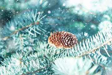 Obraz na płótnie Canvas branches of blue spruce with snow in cold colors close-up. magical christmas 2021 background