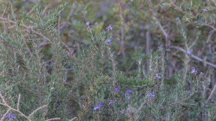 A little pink flowers
