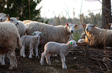 Naklejka premium A group of old and young sheep..