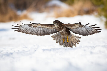 Majestic common buzzard, buteo buteo, with beautiful feathers spreading wings over the snow cover in forest. Adult bird of prey hunting in white woodland. Dominant animal flying above ground.