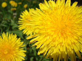 yellow dandelions in the grass