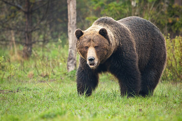 Obraz na płótnie Canvas Dominance brown bear, ursus arctos, roaring on meadow in spring nature. Majestic large predator standing in its territory in forest. Big fured mammal calling on grassland.