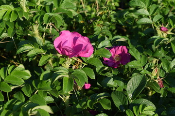 pink roses in garden