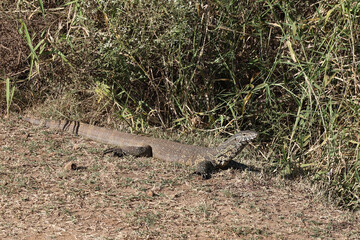 Nilwaran / Nile monitor / Varanus niloticus