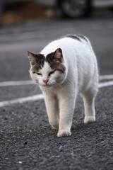 都会や海辺、公園などに住む可愛らしくもたくましい野良猫たちの個性的な表情