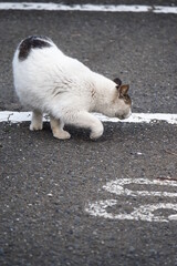 都会や海辺、公園などに住む可愛らしくもたくましい野良猫たちの個性的な表情