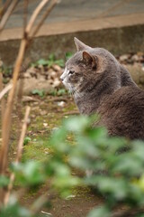 都会や海辺、公園などに住む可愛らしくもたくましい野良猫たちの個性的な表情