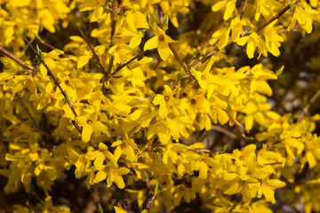 Forsythia europaea, a flowering forsythia bush with yellow flowers, spring. A plant near flower beds near a multi-storey house. Background