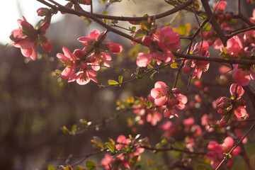 Henomeles bush blooms forsythia with red flowers, spring. A plant in a flower bed. Blurred background, flowers out of focus