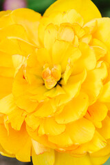 Top down close up view of a yellow double petalled tulip