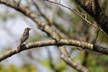 木の枝にとまるエゾビタキ
