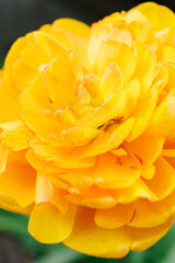 Top down close up view of a yellow double petalled tulip