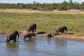 Afrikanischer Elefant im Olifants River/ African elephant in Olifants River / Loxodonta africana