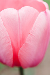 Close up of the petals of a pink tulip