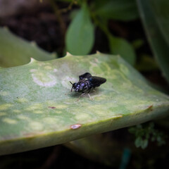 Moscarrón en Sábila 