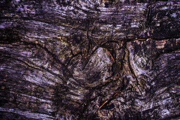 Baumrinde ist ein lebendes Holz, Nahaufnahme  von einem Baumstamm