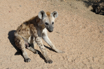 T&uuml;pfelhy&auml;ne / Spotted Hyaena / Crocuta crocuta.