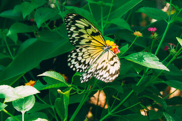 a butterfly on a flower
