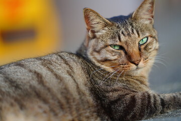 都会や海辺、公園などに住む可愛らしくもたくましい野良猫たちの個性的な表情