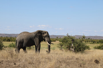 Afrikanischer Elefant / African elephant / Loxodonta africana