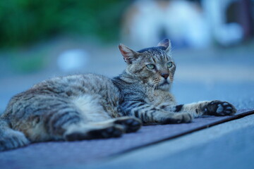 都会や海辺、公園などに住む可愛らしくもたくましい野良猫たちの個性的な表情