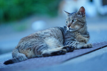 都会や海辺、公園などに住む可愛らしくもたくましい野良猫たちの個性的な表情