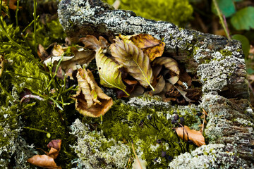 Armonic close-up view in the forest.