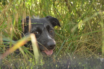 czarny pies ukryty w zielonej trawie 