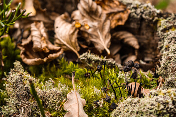 Tiny black mushrooms on the moss.