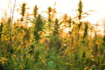 Fototapeta premium Field of industrial Hemp. Cannabis sativa growing farm.