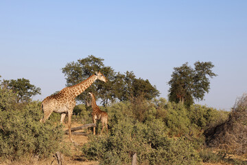 Giraffe / Giraffe / Giraffa Camelopardalis