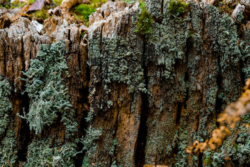 Unique texture of an old trunk with blueish lichen sticked.