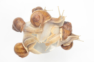 Helix pomatia. grape snail on a white background. mollusc and invertebrate. gourmet protein meat food. communication of the individual in society