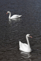 White swans swimming and looking for food under water in the lake