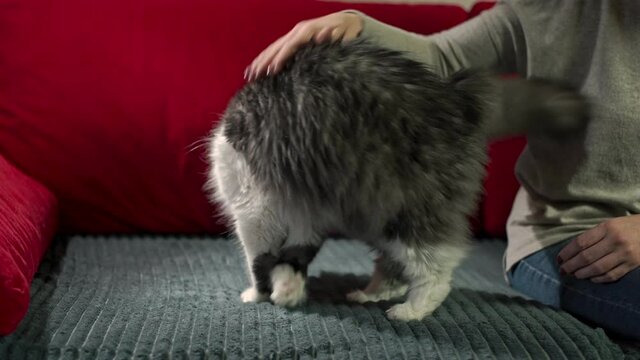An excited female cat flips on the sofa during the heat, substituting and raising her butt. High quality 4k footage
