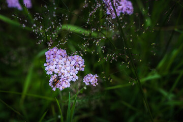 Zwei Käfer sitzen auf rosa Schafgarbe und vergnügen sich - Fortpflanzung bei Tieren