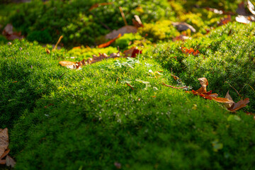 Green moss on rocks in the forest..