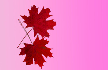 Two bright red maple leaves lie on a pink background.